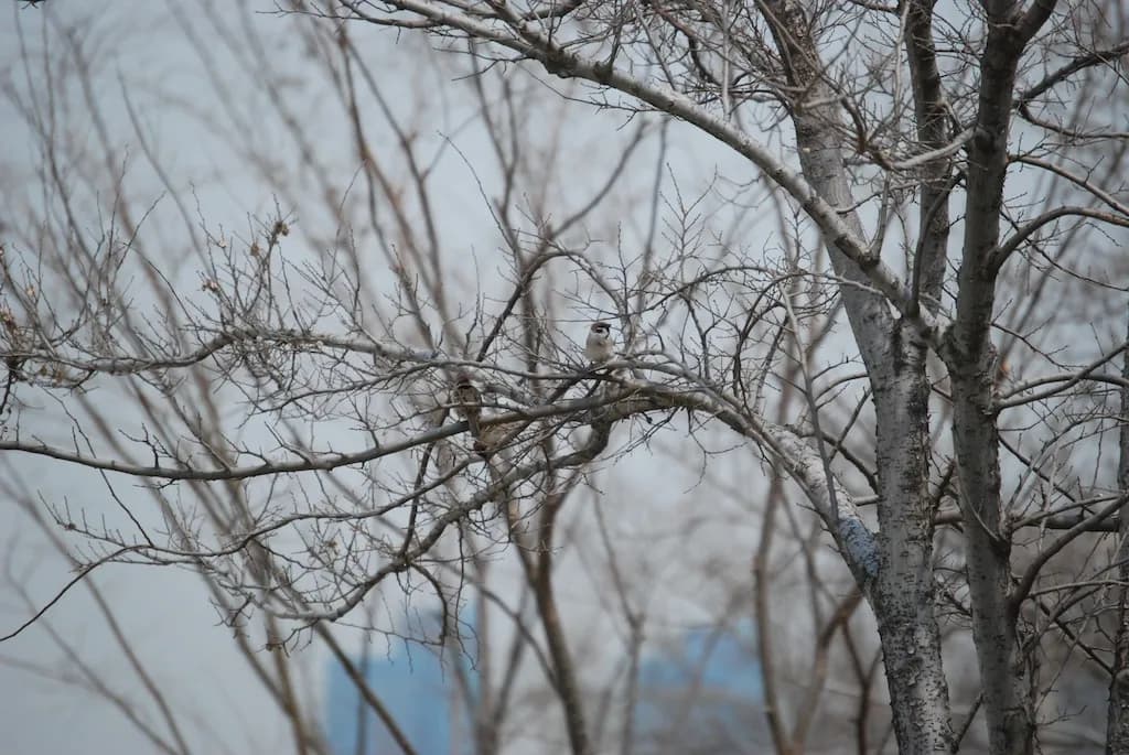 봄인가염?