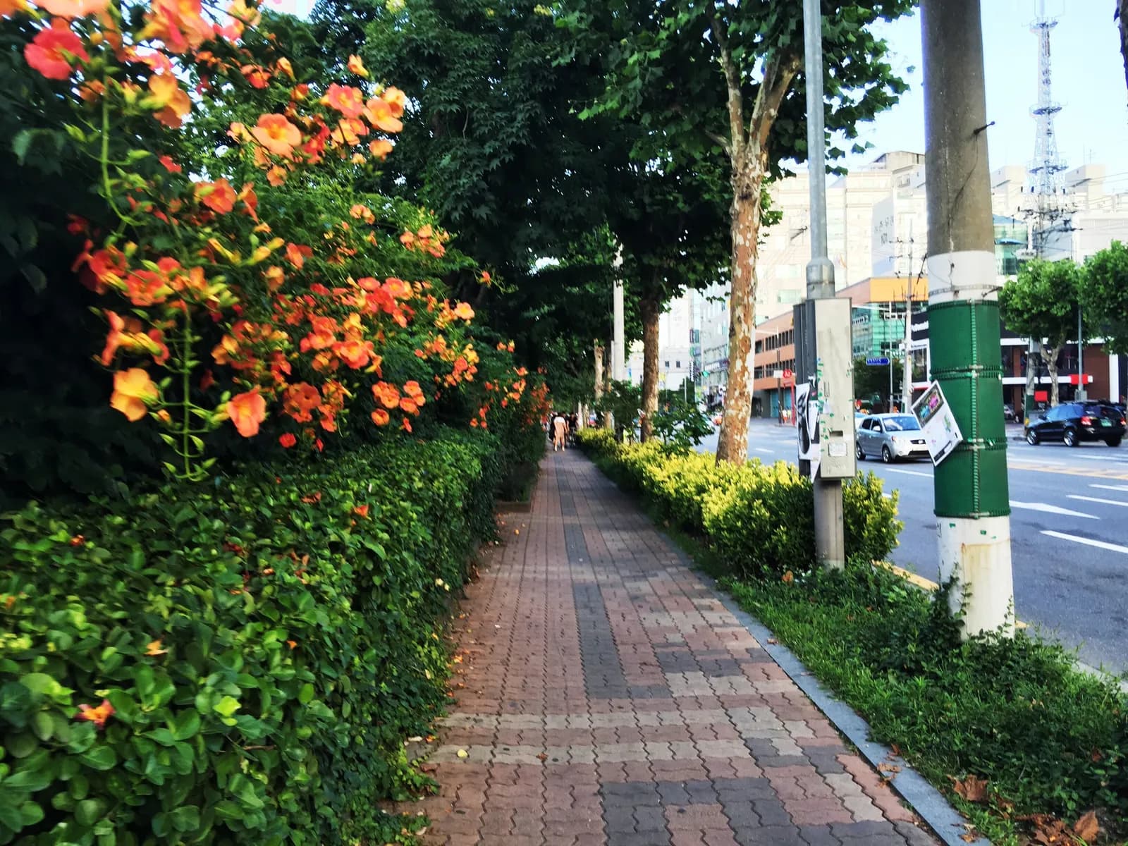 150628, 길, 꽃