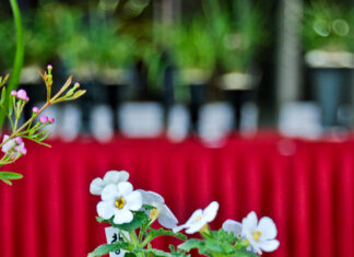 20110309 – 코엑스에서 만난 화초들