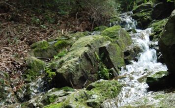 20110810 – 꽃들, 황령산에서