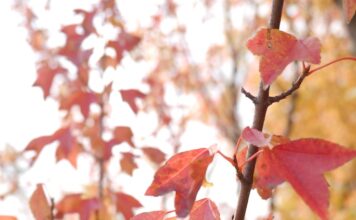 20121021 – 창포원 가을 빛