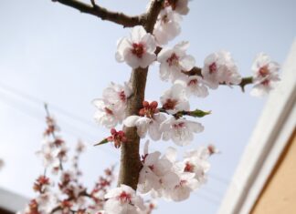 고향집 앞마당에 핀 매화 꽃