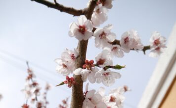 고향집 앞마당에 핀 매화 꽃