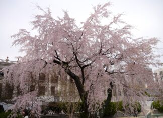 130419 – 봄 바람 휘날리는 덕수궁