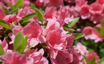 160423, 우리집 마당에도 봄이 왔구나