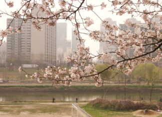 170408 – 안양천 벚꽃