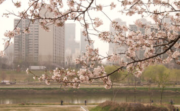 170408 – 안양천 벚꽃