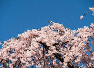 오랜만에 선유도의 봄. 선유도 벚꽃