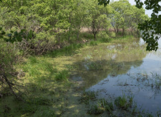 20180511 – 우포늪 우포늪