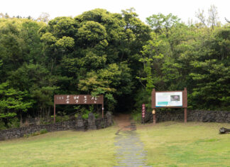 230429 – 제주 동백숲 출사