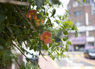 20240713 – 망원 산책